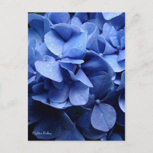 Blaue Hydrangea-Postkarte Postkarte