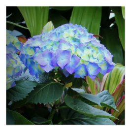 Blaue Hydrangeas-Blume Blumenfotografie Poster