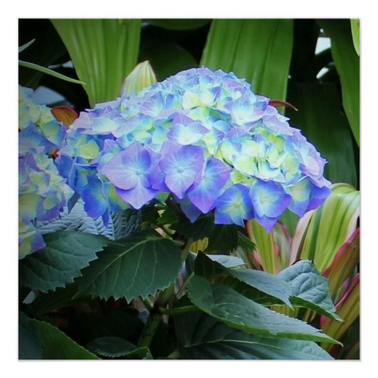 Blaue Hydrangeas-Blume Blumenfotografie Poster (Vorderseite)