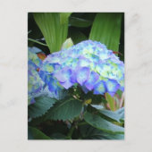 Blaue Hydrangeas-Blume Blumenfotografie Postkarte (Vorderseite)