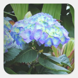 Blaue Hydrangeas-Blume Blumenfotografie Quadratischer Aufkleber