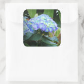 Blaue Hydrangeas-Blume Blumenfotografie Quadratischer Aufkleber (Tasche)