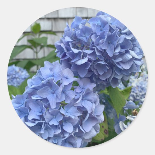 Blaue Hydrangeas (Hydrangea macrophylla) Aufkleber (Vorderseite)