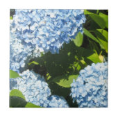 Blaue Hydrangeas in der Sonne Fliese (Vorderseite)