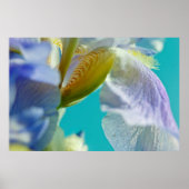Blaue Iris, blaue Himmelskanzüge Poster (Vorne)