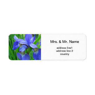 Blaue Iris-Blume