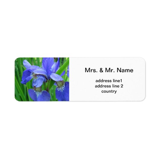 Blaue Iris-Blume (Vorne)