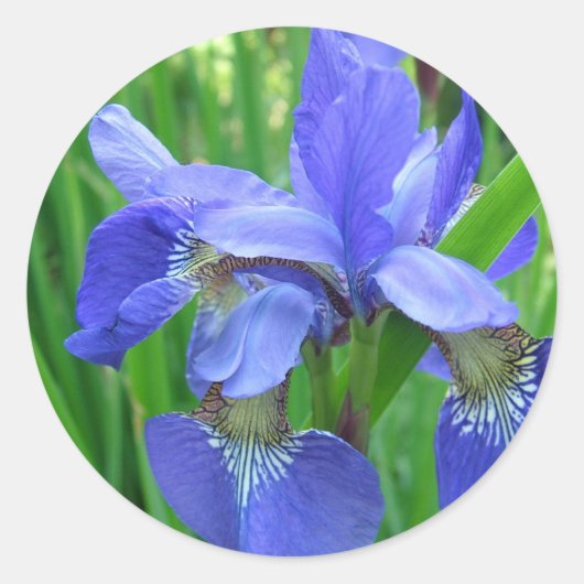 blaue Iris-Blume. Blumengartenfotografie Runder Aufkleber (Vorderseite)