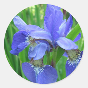 blaue Iris-Blume. Blumengartenfotografie Runder Aufkleber