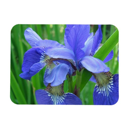 Blaue Iris-Blume Magnet (Horizontal)