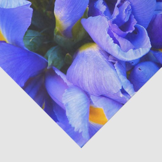 Blaue Iris-Blume Seidenpapier (Ausschnitt)