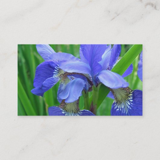Blaue Iris-Blume Visitenkarte (Vorderseite)