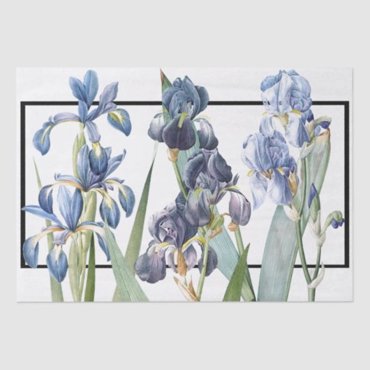 Blaue Iris-Blumen Redoute Blumenseidenpapier Seidenpapier (Vorderseite)