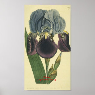 Blaue Iris-botanischer Druck Poster