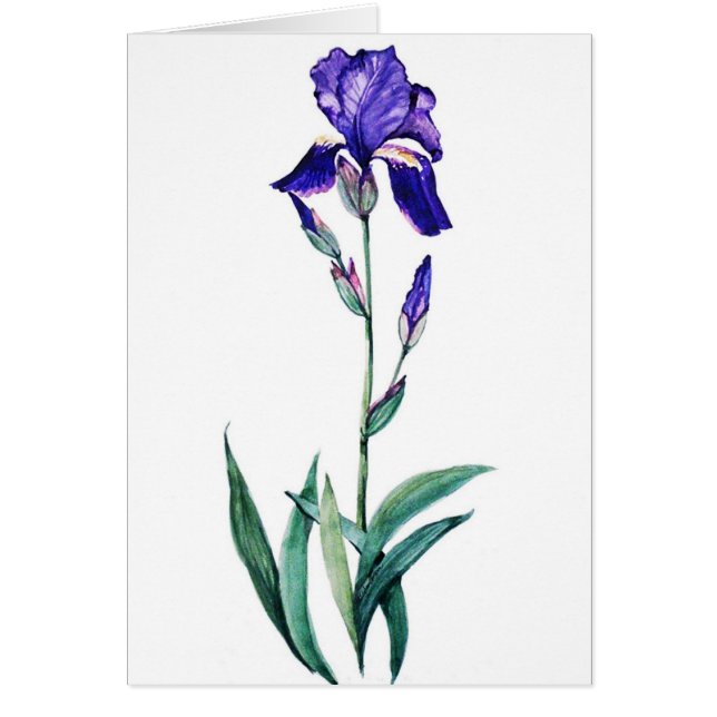 Blaue Iris durch PMACarlson (Vorne)