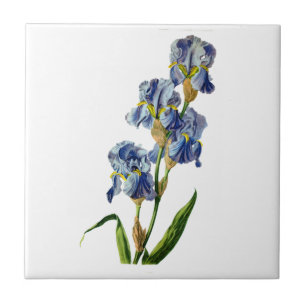 Blaue Iris gezeichnet von der Natur von Gerard van Fliese