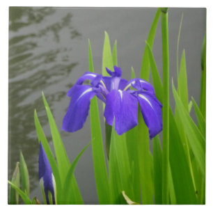 Blaue Iris Keramikfliese
