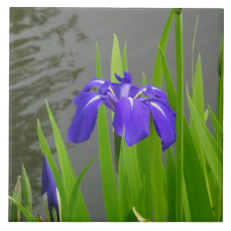 Blaue Iris Keramikfliese