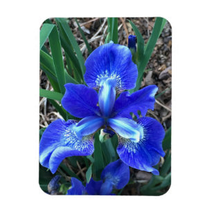 Blaue Iris Magnet