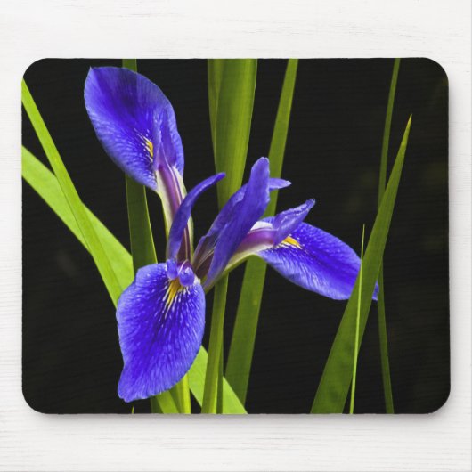 Blaue Iris Mousepad (Vorne)