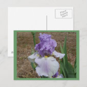 Blaue Iris-Postkarte. Postkarte (Vorne/Hinten)
