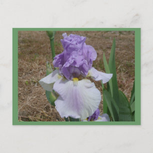Blaue Iris-Postkarte. Postkarte