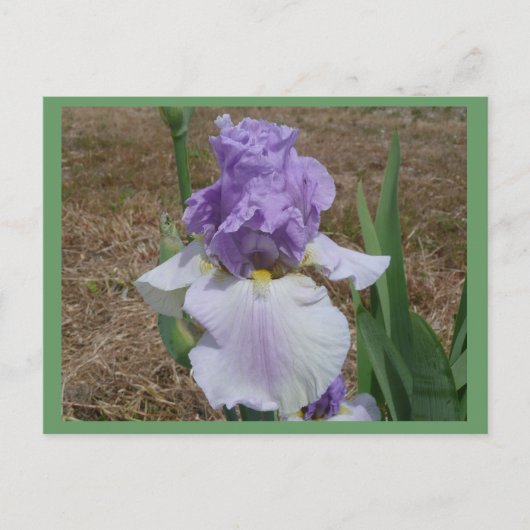 Blaue Iris-Postkarte. Postkarte (Vorderseite)