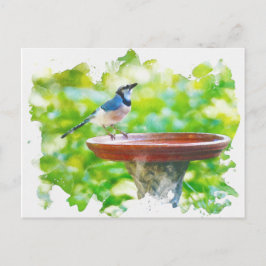 Blaue Jay am Vogelbad Postkarte