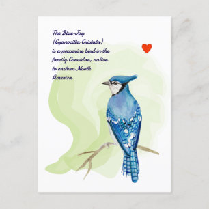 Blaue Jay-Aquarellmalerei Postkarte