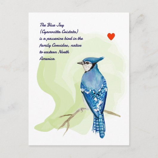 Blaue Jay-Aquarellmalerei Postkarte (Vorderseite)