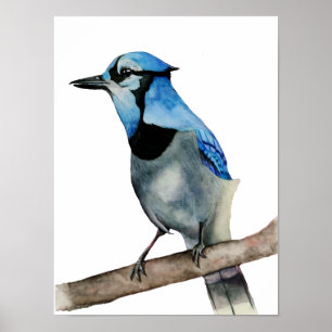 Blaue Jay auf Aquarellmalerei in Zweigstellen Poster