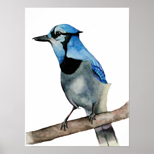 Blaue Jay auf Aquarellmalerei in Zweigstellen Poster (Vorne)
