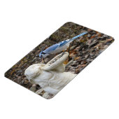 Blaue Jay auf dem Kaninchenvogelmagnet Magnet (Linke Seite)