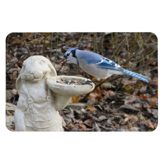 Blaue Jay auf dem Kaninchenvogelmagnet Magnet (Horizontal)