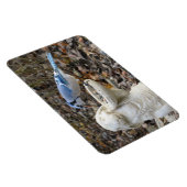Blaue Jay auf dem Kaninchenvogelmagnet Magnet (Rechte Seite)