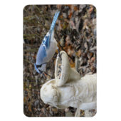 Blaue Jay auf dem Kaninchenvogelmagnet Magnet (Vertikal)