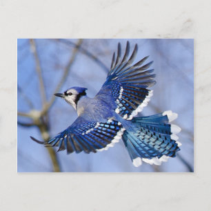 Blaue Jay auf der Flug-Postkarte Postkarte