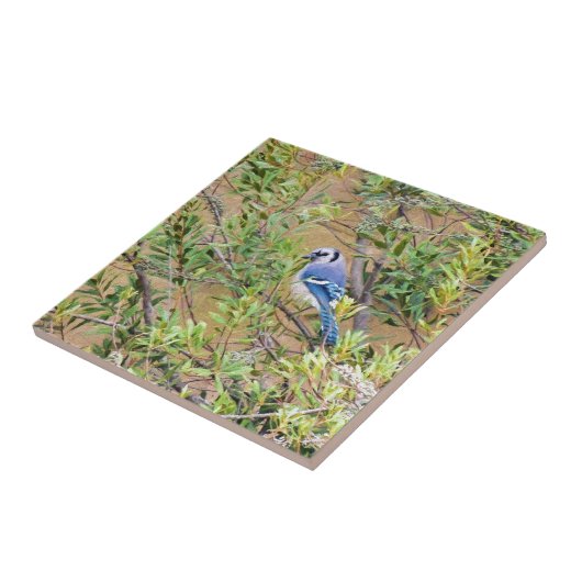 Blaue Jay auf Myrtle aus Südwax Fliese (Seite)