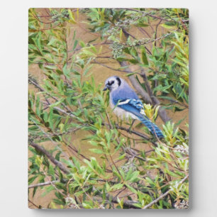 Blaue Jay auf Myrtle aus Südwax Fotoplatte