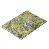 Blaue Jay auf Myrtle aus Südwax Notizblock (Linke Seite)