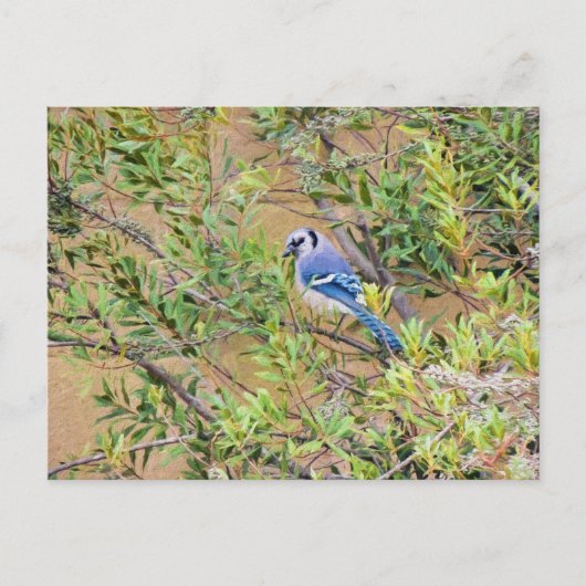 Blaue Jay auf Myrtle aus Südwax Postkarte (Vorderseite)