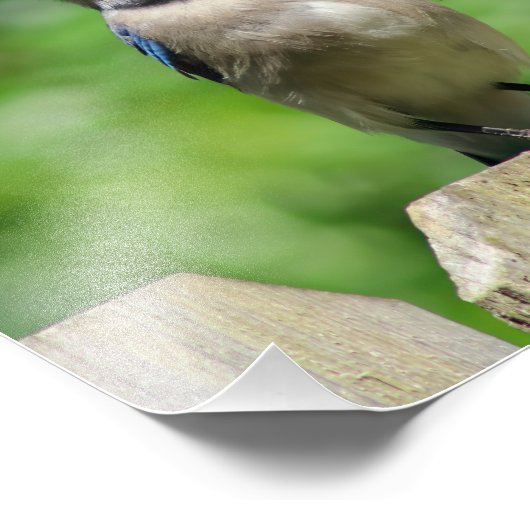 Blaue Jay auf Zaun Fotodruck (Ecke)