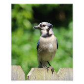 Blaue Jay auf Zaun Fotodruck (Vorne)