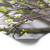 Blaue Jay-Birne in einem blühenden Birnbaum Poster (Ecke)