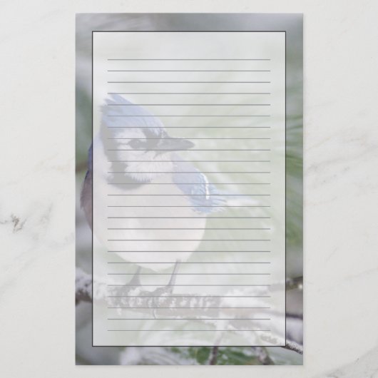 Blaue Jay, Cyanocitta cristata Briefpapier (Vorderseite)