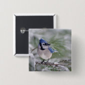 Blaue Jay, Cyanocitta cristata Button (Vorne & Hinten)