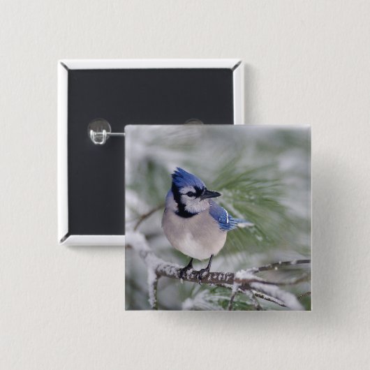 Blaue Jay, Cyanocitta cristata Button (Vorne & Hinten)