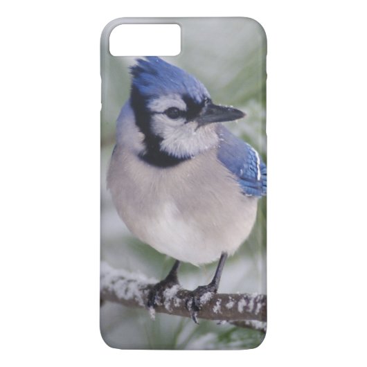 Blaue Jay, Cyanocitta cristata Case-Mate iPhone Hülle (Rückseite)