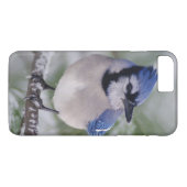 Blaue Jay, Cyanocitta cristata Case-Mate iPhone Hülle (Rückseite (Horizontal))