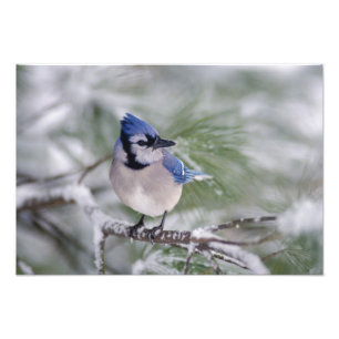 Blaue Jay, Cyanocitta cristata Fotodruck